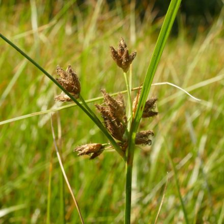 Szélesmakkú zsióka (Bolboschoenus laticarpus) vetőmag