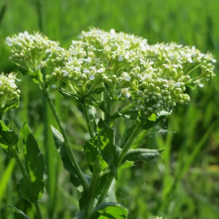 Útszéli zsázsa (Cardaria draba) vetőmag