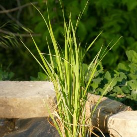 Mocsári sás (Carex acutiformis) vetőmag