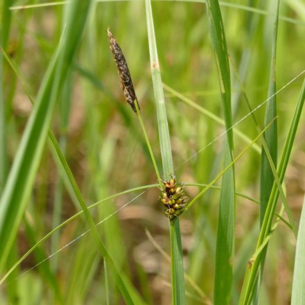 Réti sás (Carex distans) vetőmag