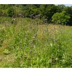 Szürke aszat (Cirsium canum) vetőmag