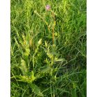 Szürke aszat (Cirsium canum) vetőmag