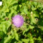 Szürke aszat (Cirsium canum) vetőmag