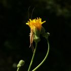 Réti zörgőfű (Crepis biennis) vetőmag