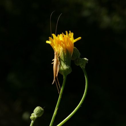 Réti zörgőfű (Crepis biennis) vetőmag