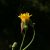 Réti zörgőfű (Crepis biennis) vetőmag