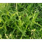 Réti zörgőfű (Crepis biennis) vetőmag
