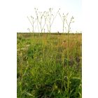 Réti zörgőfű (Crepis biennis) vetőmag