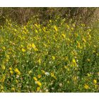Réti zörgőfű (Crepis biennis) vetőmag