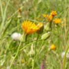 Réti zörgőfű (Crepis biennis) vetőmag