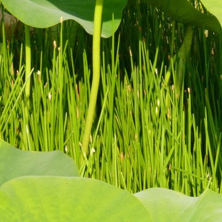 Mocsári csetkáka (Eleocharis palustris) vetőmag