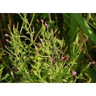 Kisvirágú füzike (Epilobium parviflorum) vetőmag