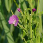 Kisvirágú füzike (Epilobium parviflorum) vetőmag
