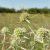 Mezei iringó (Eryngium campestre) vetőmag