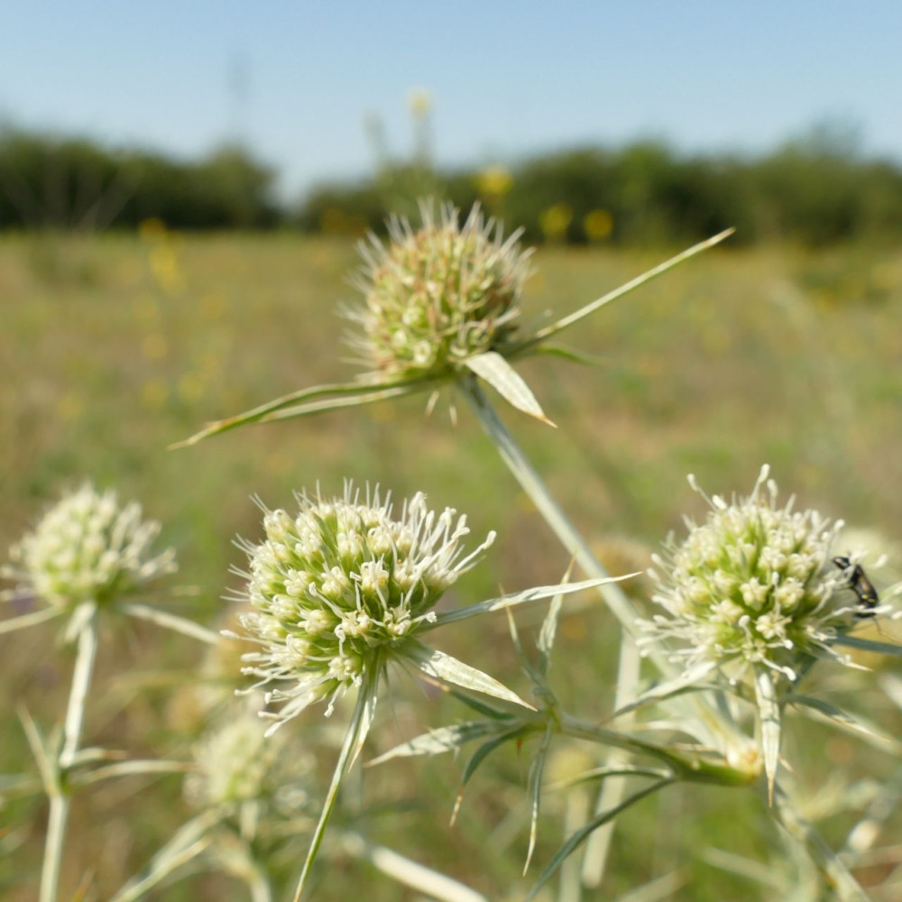 mezei-iring-eryngium-campestre-vet-mag-mediterranfarm-k