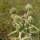 Mezei iringó (Eryngium campestre) vetőmag