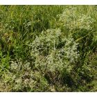 Mezei iringó (Eryngium campestre) vetőmag