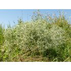 Mezei iringó (Eryngium campestre) vetőmag