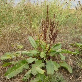 Réti lórom (Rumex obtusifolius) vetőmag