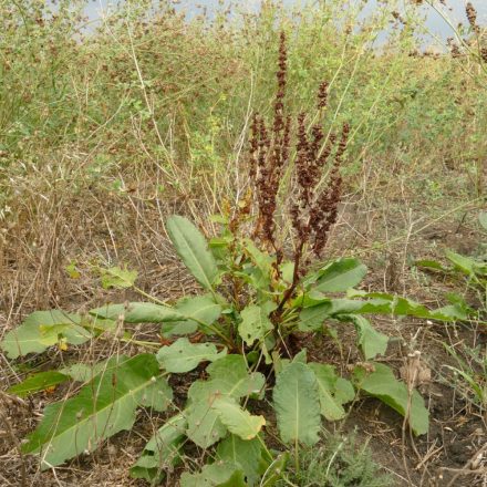 Réti lórom (Rumex obtusifolius) vetőmag