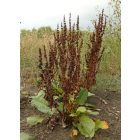 Réti lórom (Rumex obtusifolius) vetőmag