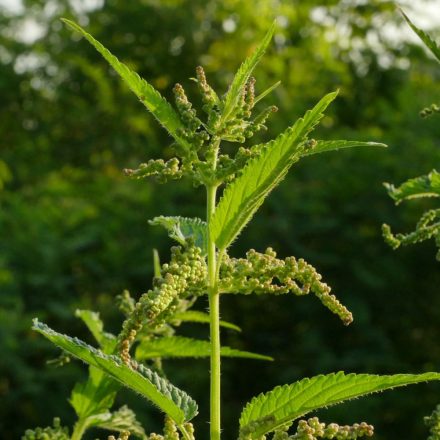 Nagy csalán (Urtica dioica) vetőmag