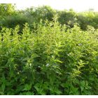 Nagy csalán (Urtica dioica) vetőmag