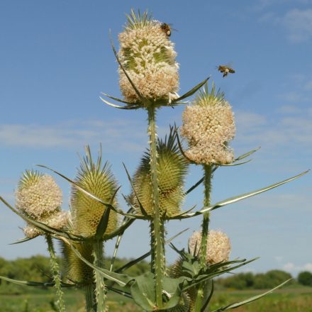 Héjakút mácsonya (Dipsacus laciniatus) vetőmag