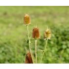 Héjakút mácsonya (Dipsacus laciniatus) vetőmag
