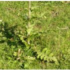 Héjakút mácsonya (Dipsacus laciniatus) vetőmag
