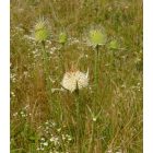 Héjakút mácsonya (Dipsacus laciniatus) vetőmag