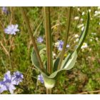 Héjakút mácsonya (Dipsacus laciniatus) vetőmag