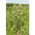 Héjakút mácsonya (Dipsacus laciniatus) vetőmag