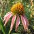 Bíbor kasvirág (Echinacea purpurea) vetőmag