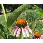 Bíbor kasvirág (Echinacea purpurea) vetőmag