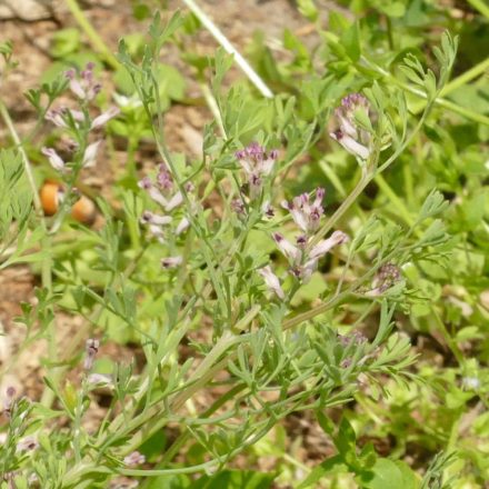 Orvosi füstike (Fumaria officinalis) vetőmag