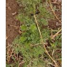 Orvosi füstike (Fumaria officinalis) vetőmag