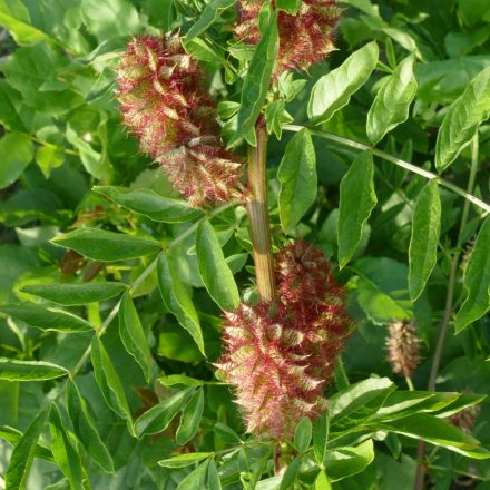 Keserű édesgyökér (Glycyrrhiza echinata) vetőmag