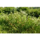 Keserű édesgyökér (Glycyrrhiza echinata) vetőmag