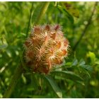 Keserű édesgyökér (Glycyrrhiza echinata) vetőmag