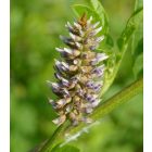 Keserű édesgyökér (Glycyrrhiza echinata) vetőmag