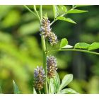 Keserű édesgyökér (Glycyrrhiza echinata) vetőmag