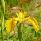 Mocsári nőszirom (Iris pseudacorus) vetőmag