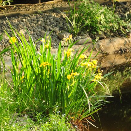 Mocsári nőszirom (Iris pseudacorus) vetőmag