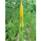Mocsári nőszirom (Iris pseudacorus) vetőmag