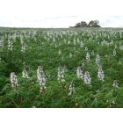 Csillagfürt (keserű típus, fehér) (Lupinus albus) vetőmag