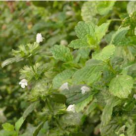 Citromfű (Melissa officinalis) vetőmag