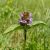 Közönséges gyíkfű (Prunella vulgaris) vetőmag