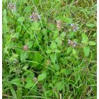 Közönséges gyíkfű (Prunella vulgaris) vetőmag