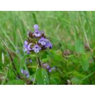 Közönséges gyíkfű (Prunella vulgaris) vetőmag